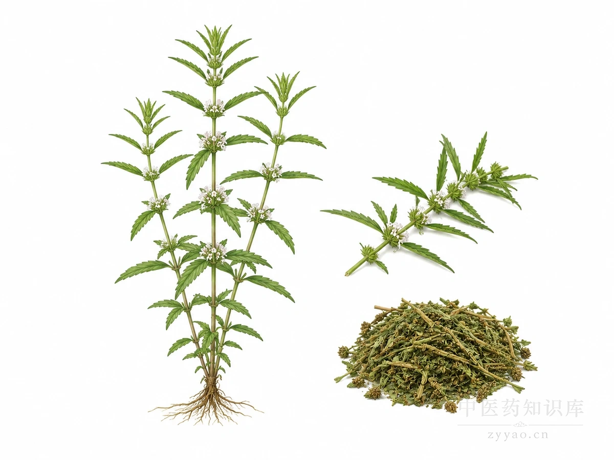 泽兰 的功效与作用 - 主治、用法用量、禁忌 - 中医药知识库